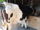 ৯১৩নং গাভী উন্নত জাতের।