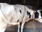 ৯১৯ নং উন্নত জাতের ফ্রিজিয়ান গাভী ।
