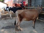 ৯৩২ নং উন্নত জাতের ৩টি গাভী বিক্রয় হবে অল্প দামে।