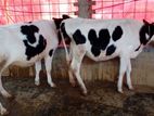 ৯৩৪ নং উন্নত জাতের ২টি বকনা বাছুর বিক্রয় হবে অল্প দামে ।