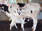 ৯৬৬ নং উন্নত জাতের ভালো গাভী গরু ।