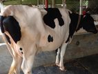 ৯৭৭ নং উন্নত জাতের ভালো গাভী বিক্রয় ।