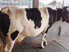 ৯৮৪ নং ১৯ লিটার দুধের গাভী কিনুন গ্যারান্টি আছে।