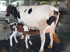 ৯৯৯ নং উন্নত জাতের গাভী গরু ।