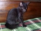 A Black Colour Cat