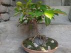 Well Drained Ficus Bonsai Plant