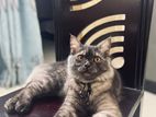 A healthy & playful male Persian cat is available for sale.