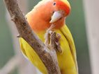 A well tamed lutino love bird. [female]