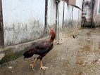 আছিল মুরগ