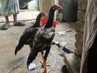 মুরগি বাচ্চা বিক্রি হবে