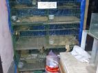 Bird Cage for sale