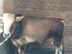 আইরি গরু