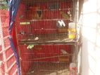 পাখির বড় খাঁচা