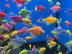 Fish for sell