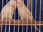 আলবিনো রেড আই রানিং পেয়ার + খাঁচা ফুল সেটাপ