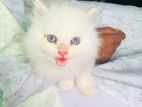 Cat For Sale