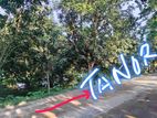 আম বাগান জমি গাছ সহ মেইন রোডের পাশে
