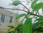 আম গাছ