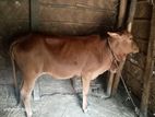 আমাদের ঘরে হারুল গরু