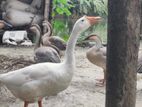 রাজহাঁস বিক্রি করবো ।