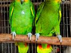 আমাজন প্যারট বন্ডিং পেয়ার পেপার সহ।