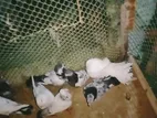 কিছু কবুতর সেল দিব।