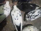 আমার কাছে কিছু কবুতর আছে চার জোড়া