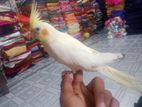 Bird for sell