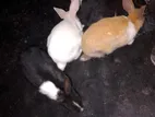 Rabbit For Sale
