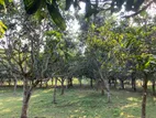 আমের বাগান সহ জমি বিক্রয়