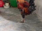 আমেরিকান ব্রাহামা