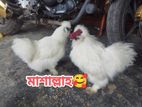 আমেরিকান ডলফেস সিল্কি মুরগির বীজ ডিম