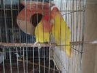 Bird for sell