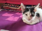 Cat For Sell