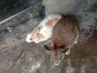 খরগোশ সেল দিব