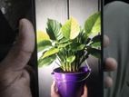 Realme 7 (Used)