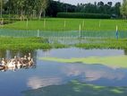 আমরা এখানে সাদা এবং কালো রঙের রাজহাঁস বিক্রি করছি