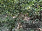 আমরুপালি লেবু গাছের চারা