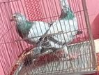 আফসান গিরিজেল (এক জোড়া এডাল )