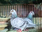 আফসান গ্রিজেল (afsan Grijel)