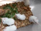 আপনার জন্য একটি ছোট্ট বন্ধু Cute Hamster Available