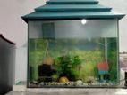 Aquarium Fish