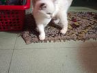 Cat For Sell