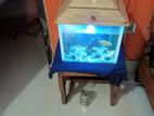 Fish & Acurium for sell