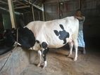 গাব গাভী বিক্রয়