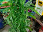 আর্টিফিশিয়াল বাঁশঝাড়