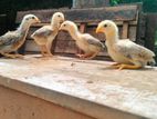 আসিল বাচ্চা জোড়া সেল হবে