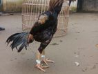 আসিল মুরগা