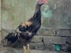 আসিল মুরগা