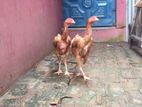 আসিল মুরগি ২ টা
